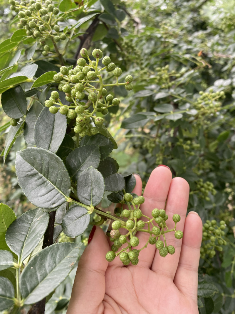 麻椒树苗花椒苗根系发达丰产性好现挖保湿发货
