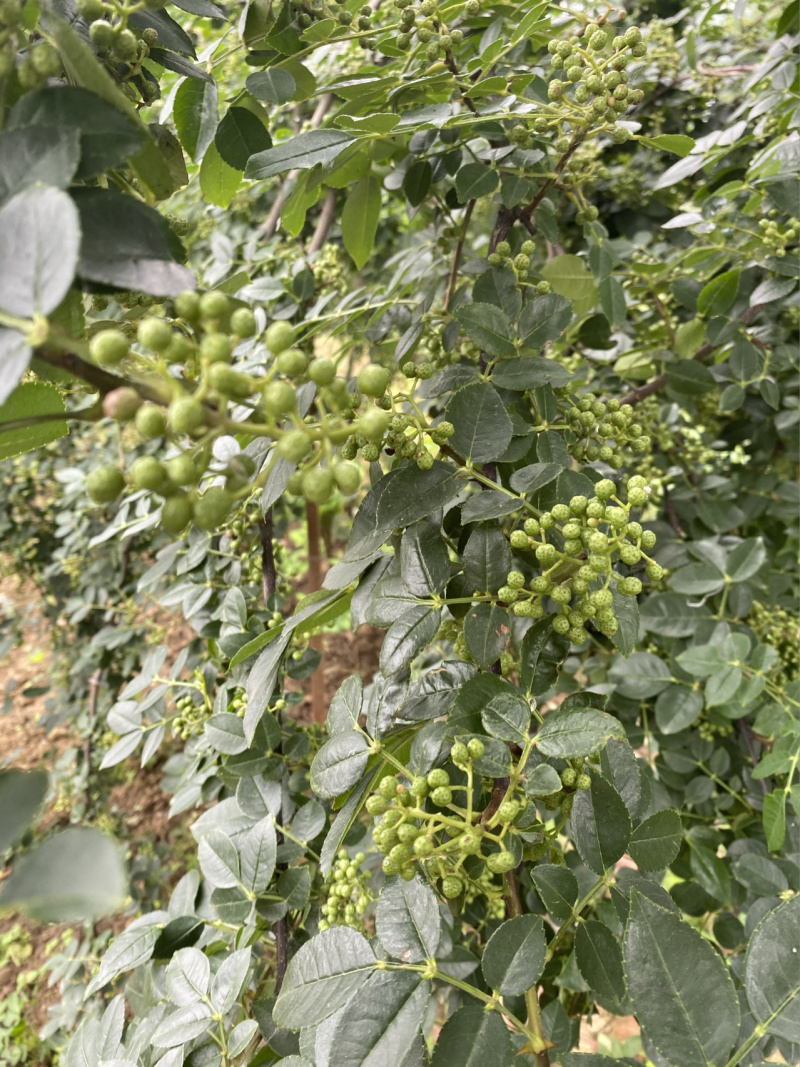 麻椒树苗花椒苗根系发达丰产性好现挖保湿发货