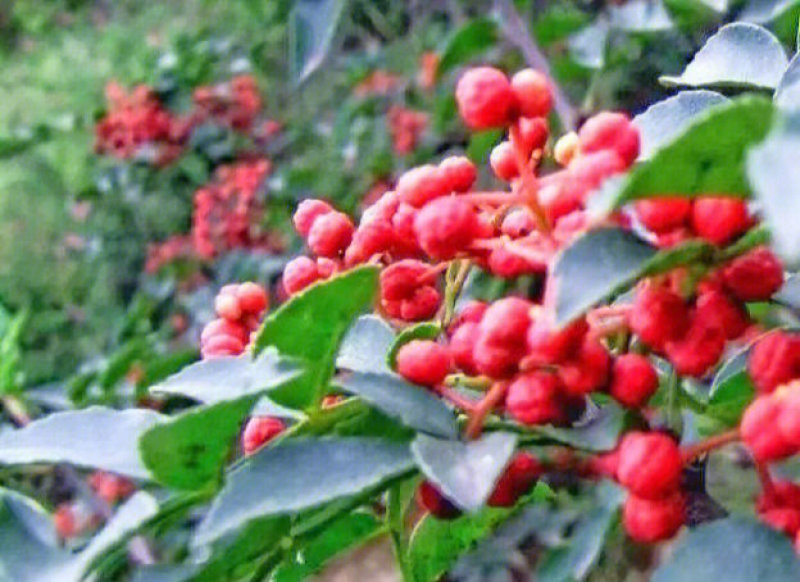 秦安1号花椒苗花椒树苗根系发达丰产性好现挖保湿发货
