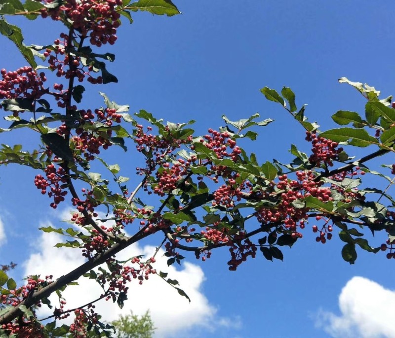 秦椒花椒苗根系发达丰产性好现挖保湿发货