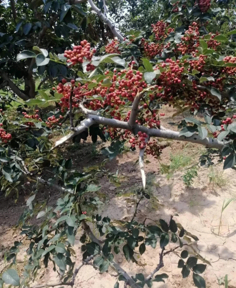 秦椒花椒苗根系发达丰产性好现挖保湿发货