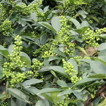 白沙椒苗花椒苗根系发达丰产性好现挖保湿发货