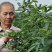 白沙椒苗花椒苗根系发达丰产性好现挖保湿发货