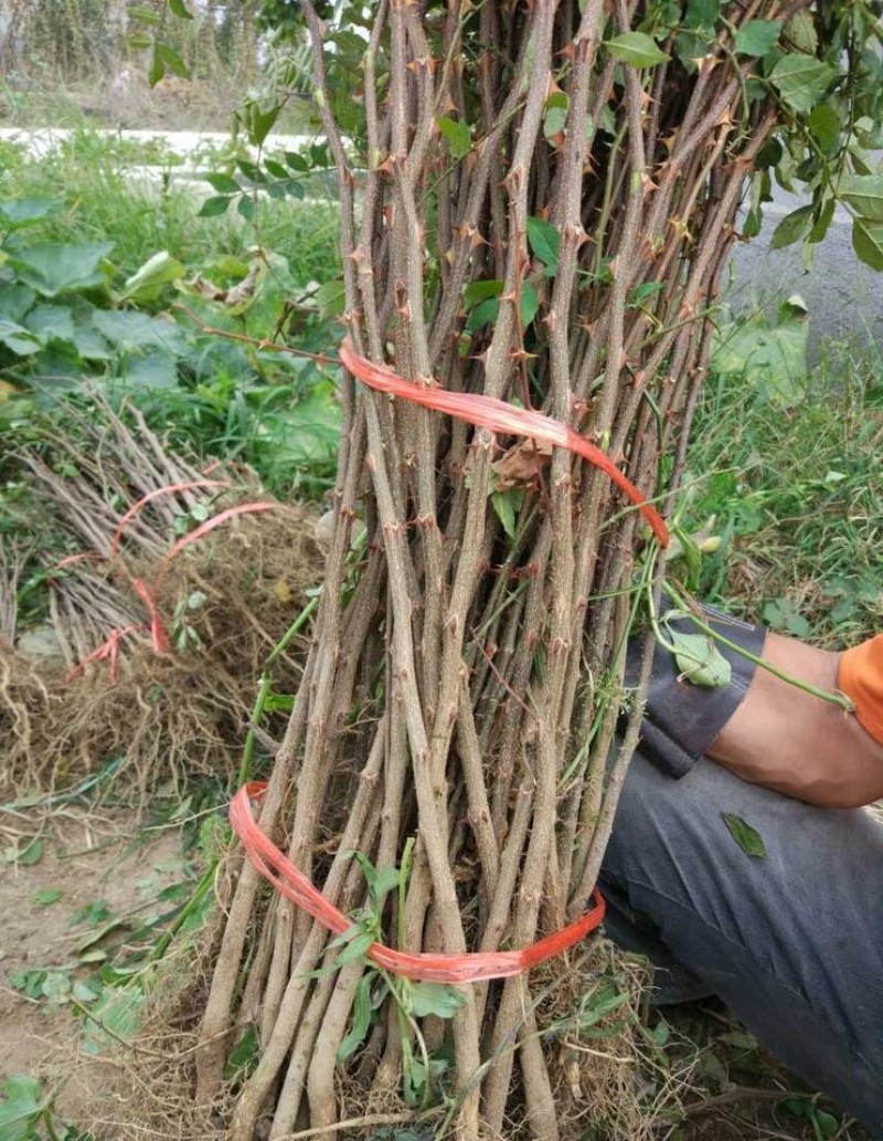 白沙椒苗花椒苗根系发达丰产性好现挖保湿发货