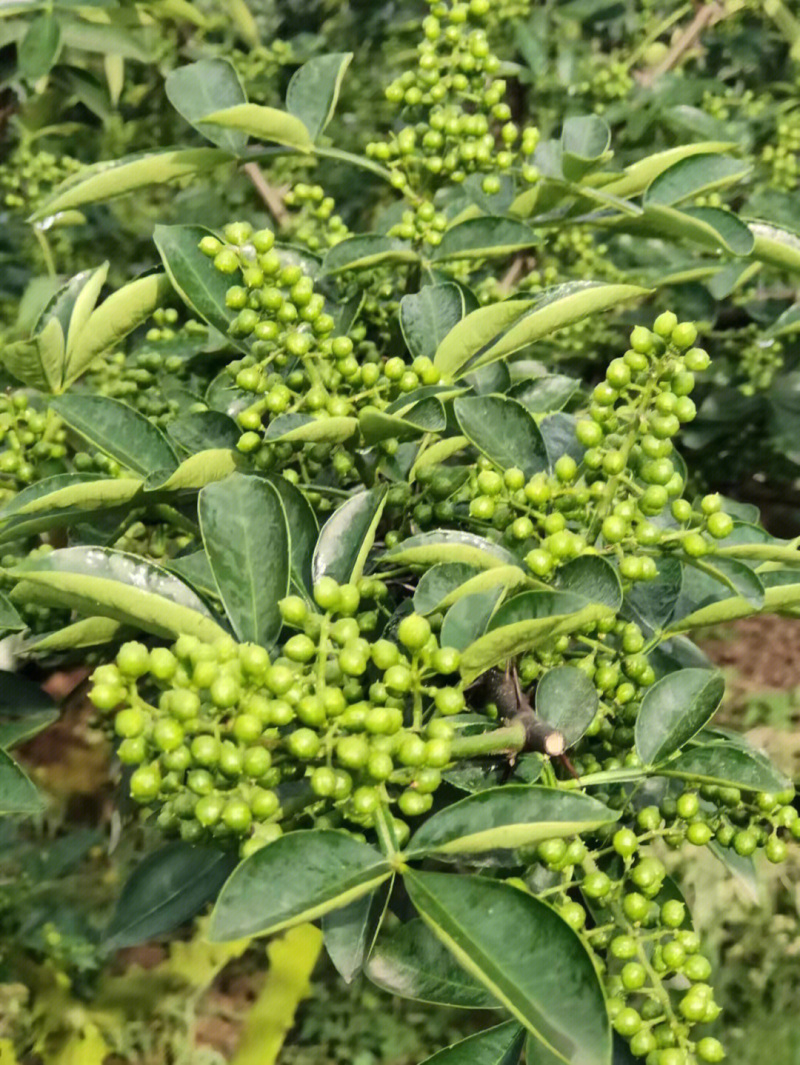 青花椒树苗花椒苗根系发达丰产性好现挖保湿发货