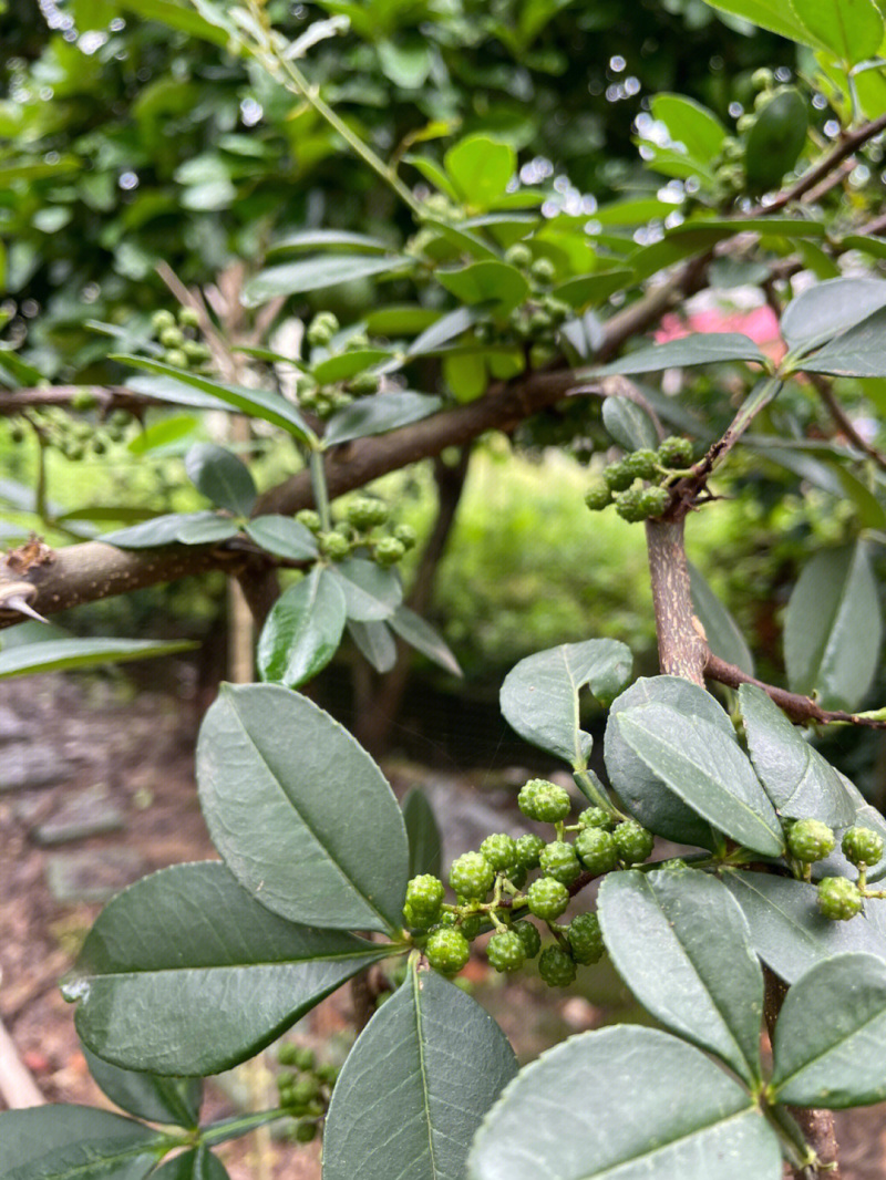 蜀椒花椒苗根系发达丰产性好现挖保湿发货