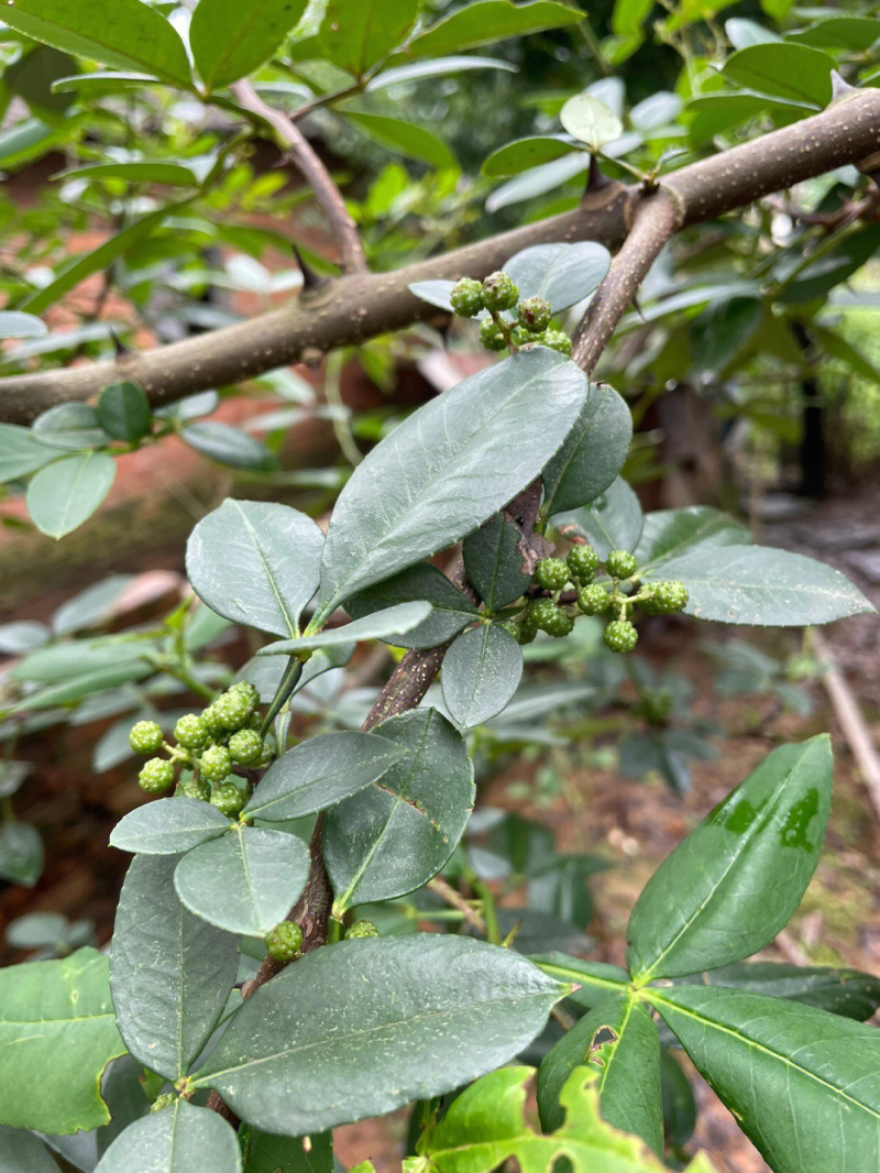 蜀椒花椒苗根系发达丰产性好现挖保湿发货