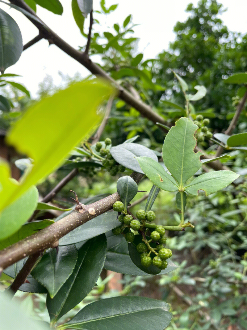 蜀椒花椒苗根系发达丰产性好现挖保湿发货