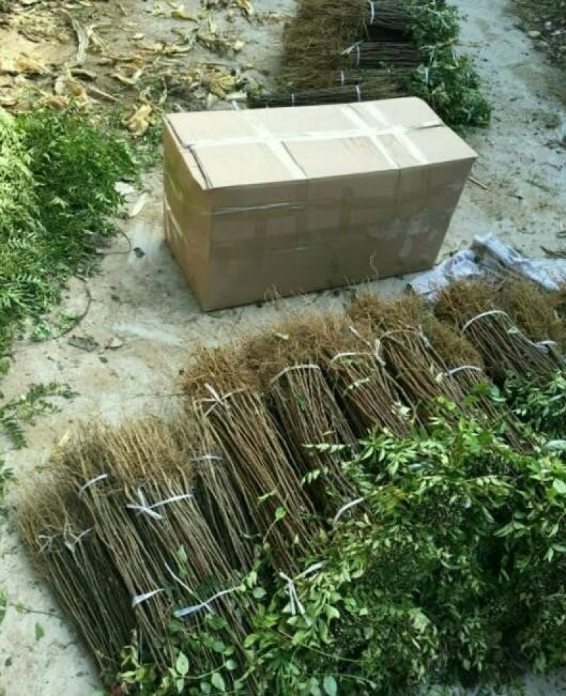 蜀椒花椒苗根系发达丰产性好现挖保湿发货