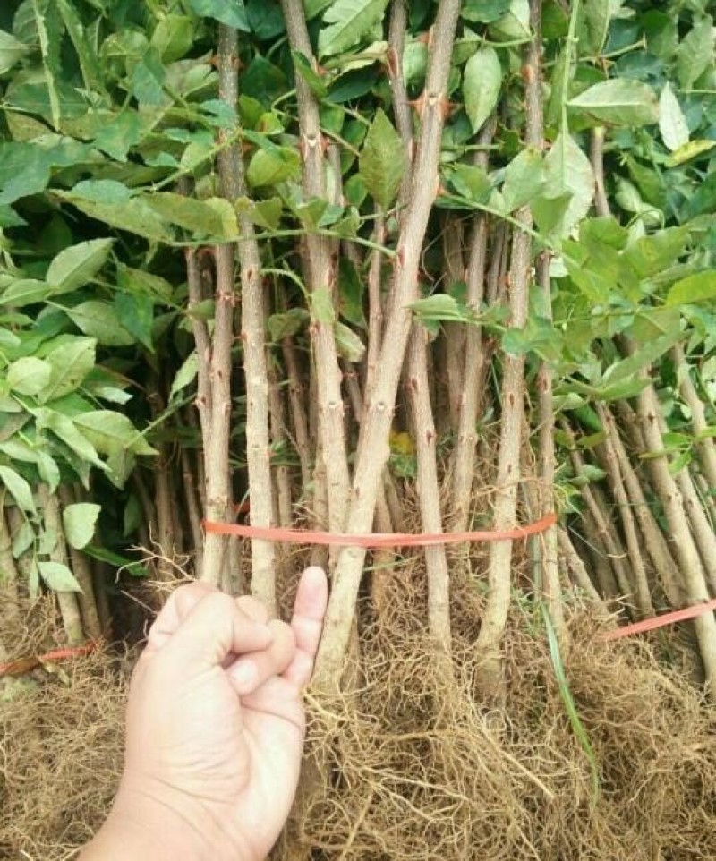 蜀椒花椒苗根系发达丰产性好现挖保湿发货