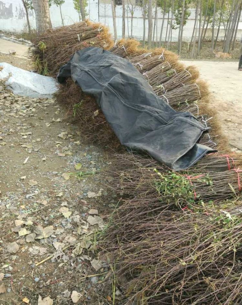 蜀椒花椒苗根系发达丰产性好现挖保湿发货