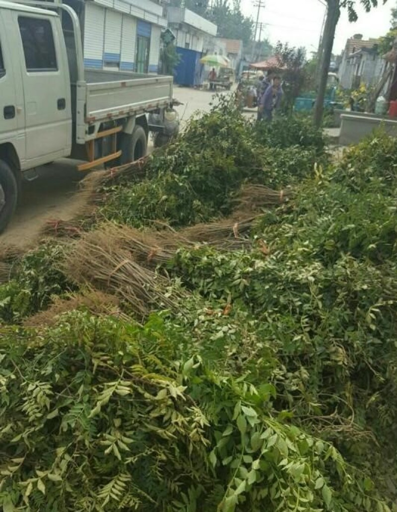 蜀椒花椒苗根系发达丰产性好现挖保湿发货