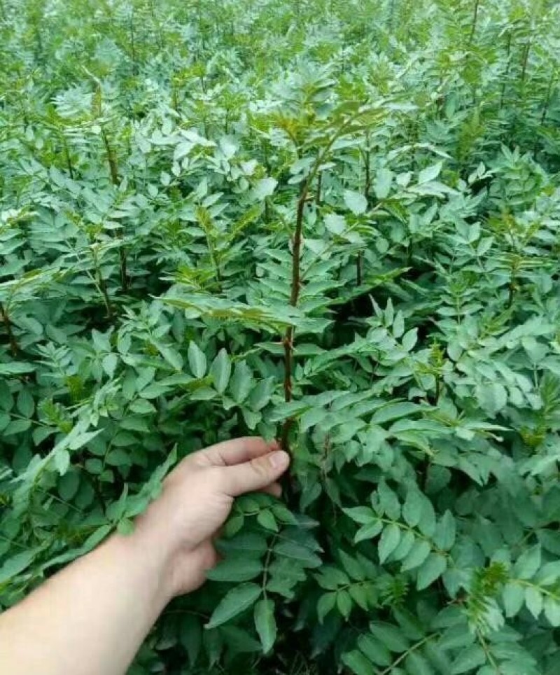 蜀椒花椒苗根系发达丰产性好现挖保湿发货