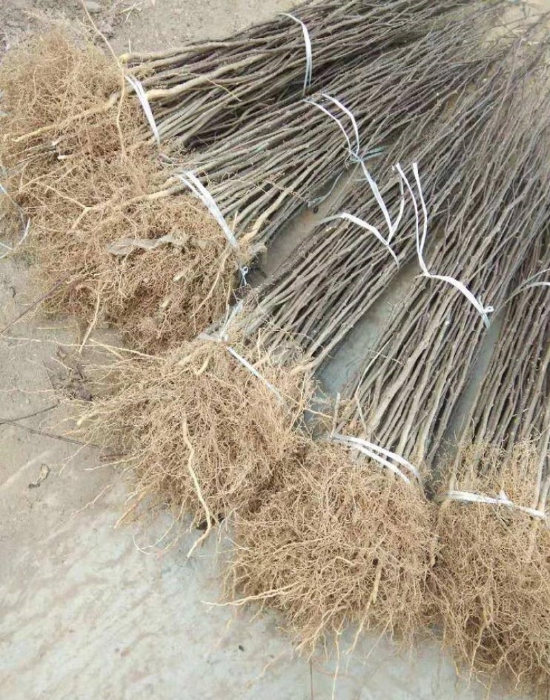 蜀椒花椒苗根系发达丰产性好现挖保湿发货
