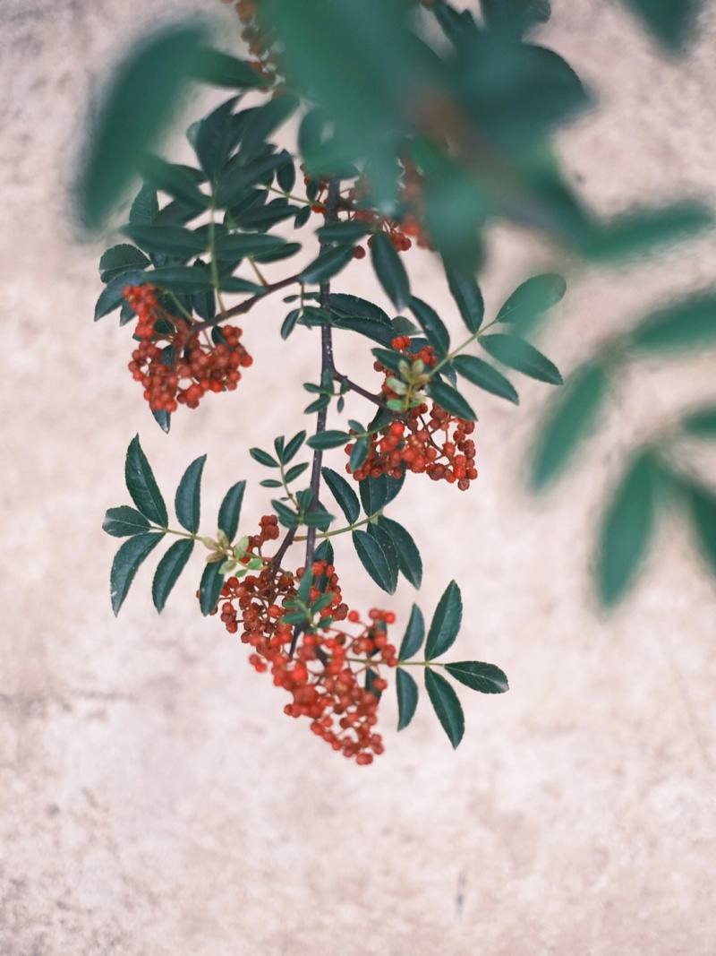大红椒苗花椒苗根系发达丰产性好现挖保湿发货