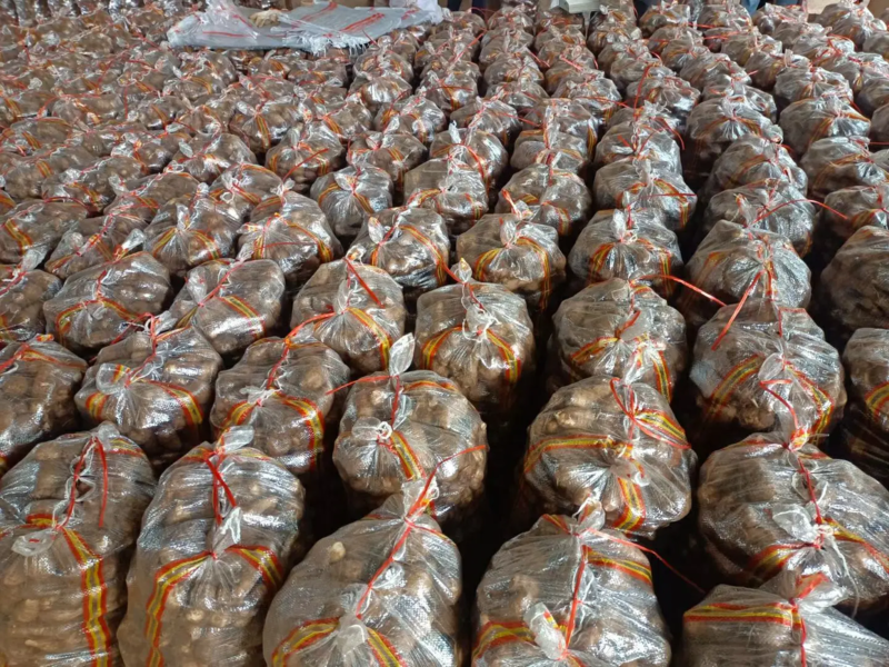 8520毛芋头种子，高产品质好成活率高，全国放种回收产品