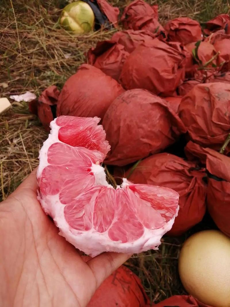 【三红蜜柚】新鲜货源大量上市产地发货电商市场供应