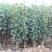 阿巴特梨树苗根系发达丰产性好现挖保湿发货