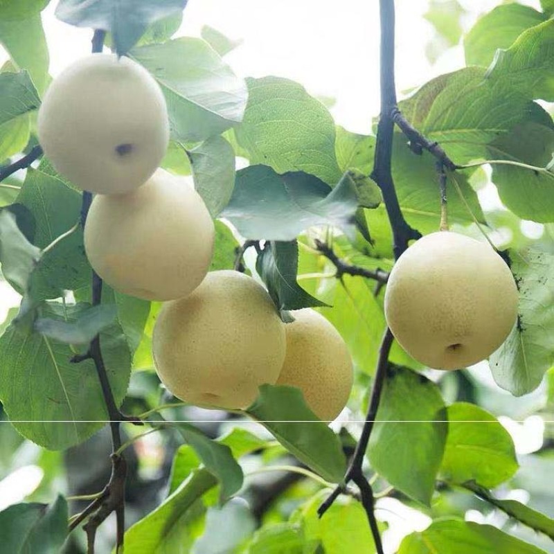 鸭梨树苗根系发达保湿发货挂果快好管理死苗补发