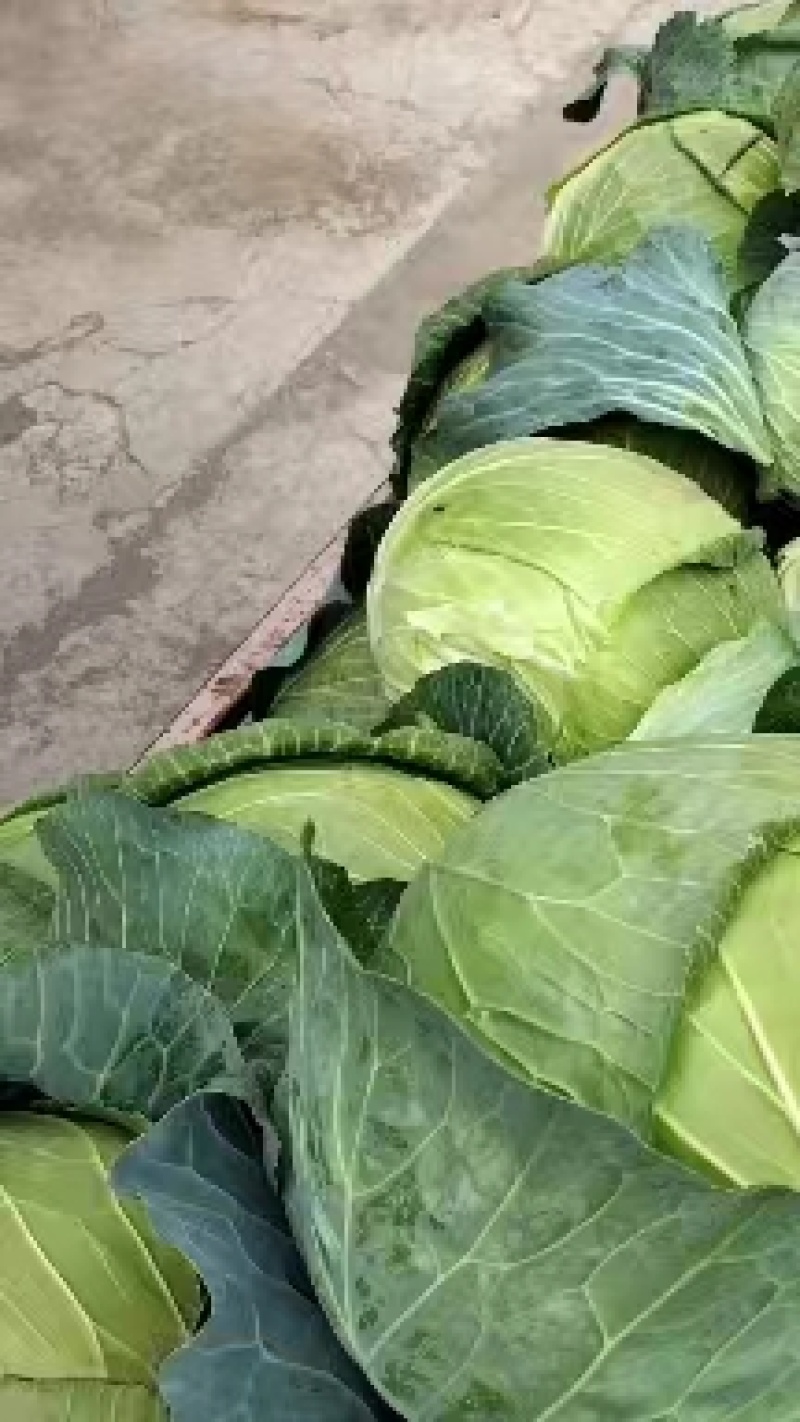 精品大包菜上市了，万亩基地直供，品质保障，欢迎来电咨询