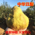 中华丑梨苗根系发达丰产性好现挖保湿发货