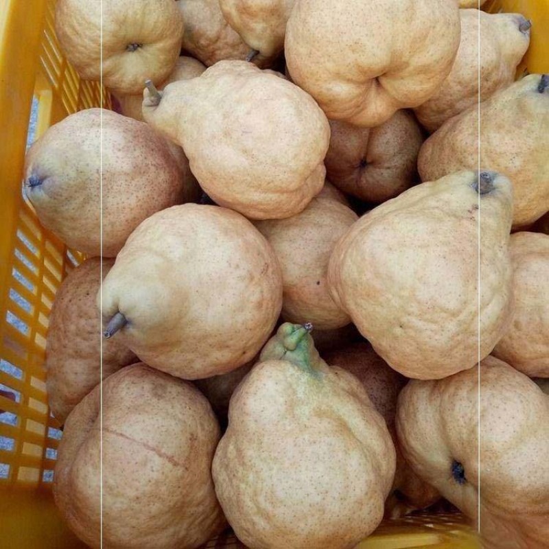 中华丑梨苗根系发达丰产性好现挖保湿发货