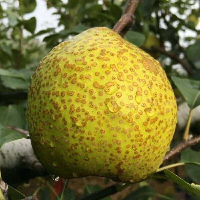 莱阳梨树苗根系发达丰产性好现挖保湿发货果大味甜