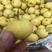 早香水梨树苗根系发达丰产性好果大味甜现挖保湿发货