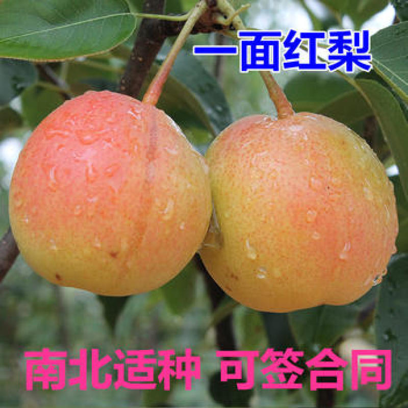 一面红梨树苗梨苗根系发达丰产性好现挖保湿发货