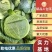 精品大包菜上市了，万亩基地直供，品质保障，欢迎来电咨询