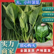 山东潍坊寒亭菠菜大量有货，有大叶，小叶火锅菠菜。