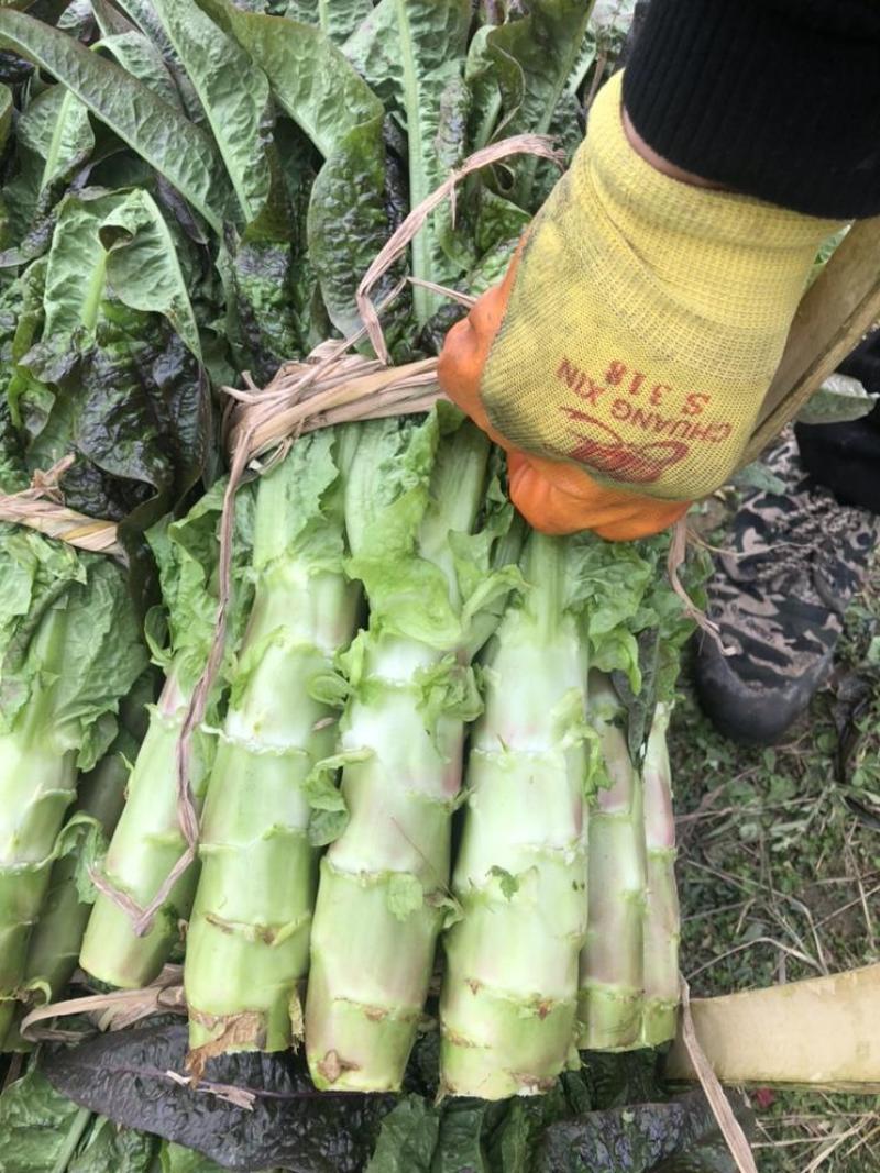 【商超品质】红莴笋手货源全国供应笋肉脆厚口感好可对接商超