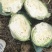 精品墨玉50.60扁包菜厚叶质量好个头大产地直发承接商超