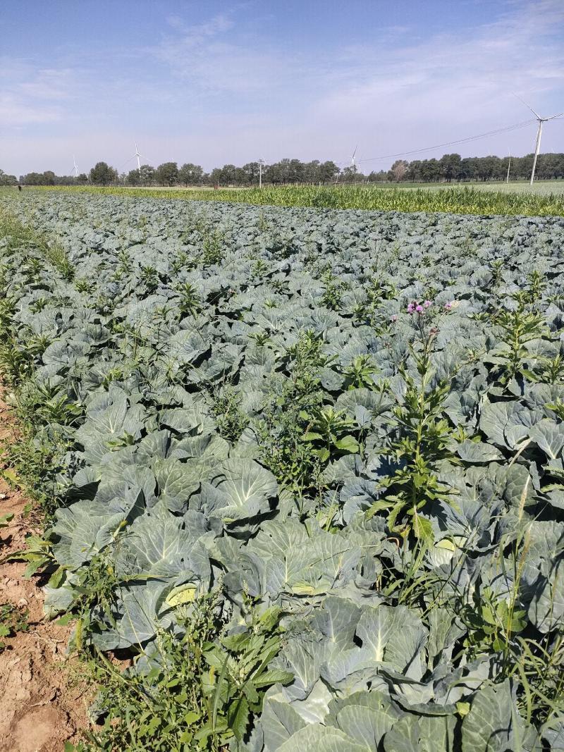精品墨玉50.60扁包菜厚叶质量好个头大产地直发承接商超