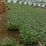 【推荐】80天小米粒菜花苗，大量现货，育苗基地供应，欢迎选购