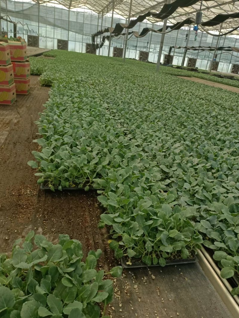 【推荐】80天小米粒菜花苗，大量现货，育苗基地供应，欢迎选购