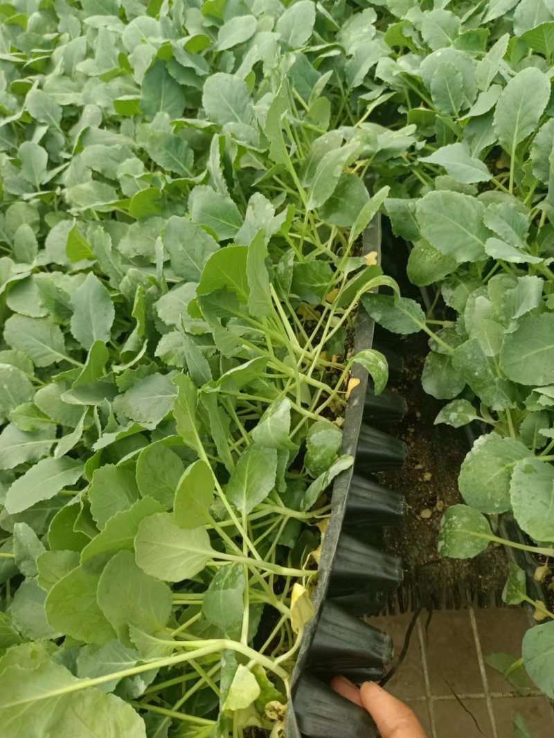 【推荐】80天小米粒菜花苗，大量现货，育苗基地供应，欢迎选购