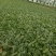 【推荐】80天小米粒菜花苗，大量现货，育苗基地供应，欢迎选购