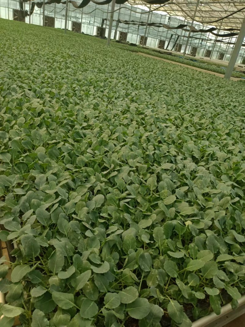 【推荐】80天小米粒菜花苗，大量现货，育苗基地供应，欢迎选购