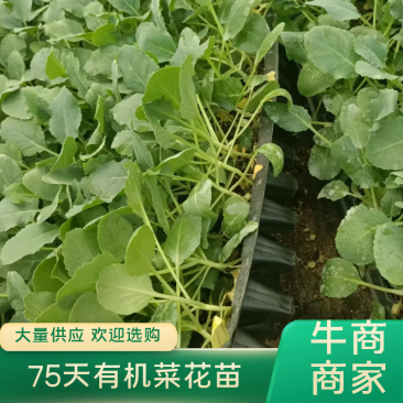 【推荐】80天小米粒菜花苗，大量现货，育苗基地供应，欢迎选购