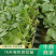 【推荐】80天小米粒菜花苗，大量现货，育苗基地供应，欢迎选购