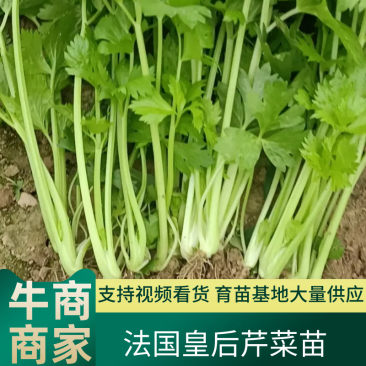 法国皇后芹菜苗，我们育苗基地大量出售各种芹菜品质保证