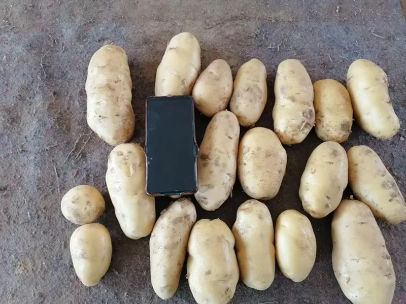 【山东土豆】荷兰十五土豆，大量出售，价格便宜产地直供