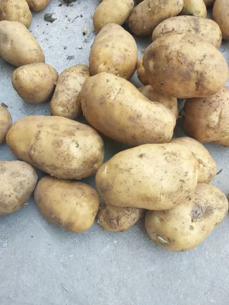 【山东土豆】荷兰十五土豆，大量出售，价格便宜产地直供