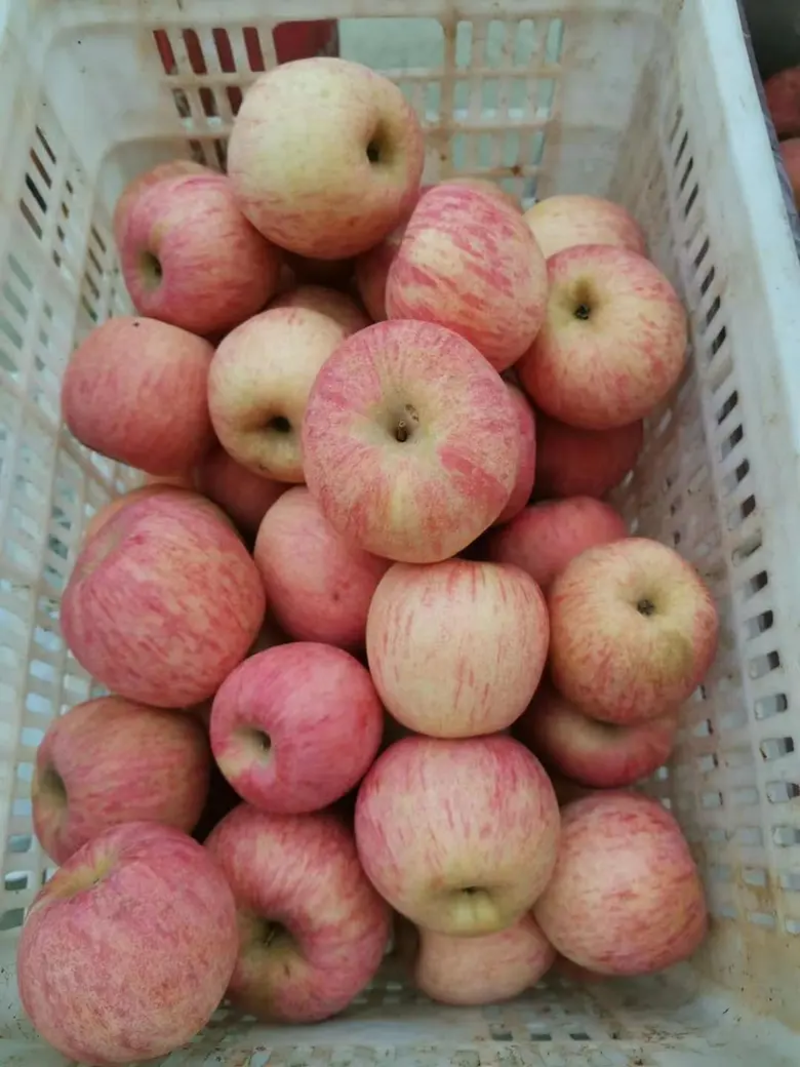 【山东苹果】山东红富士苹果，口感脆甜，全国发货保证质量