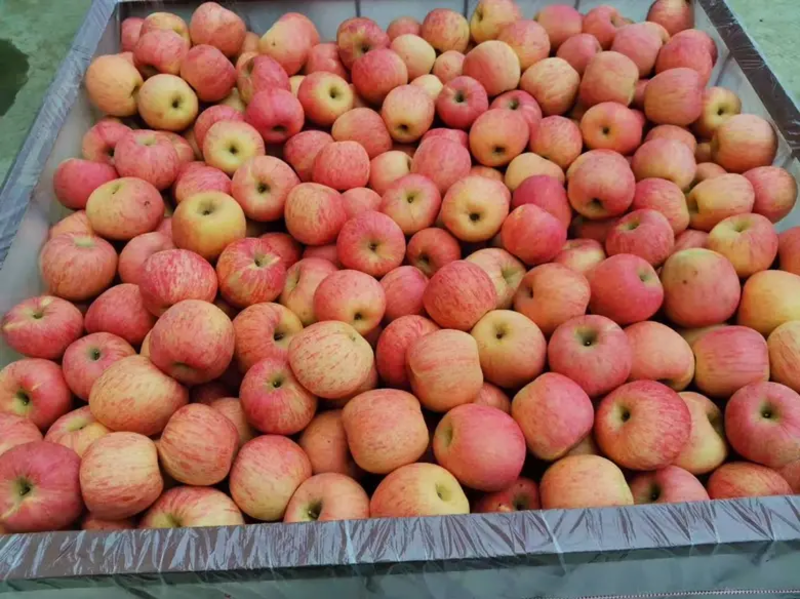【推荐】山东红富士苹果，质优价廉，保质保量，全国发货