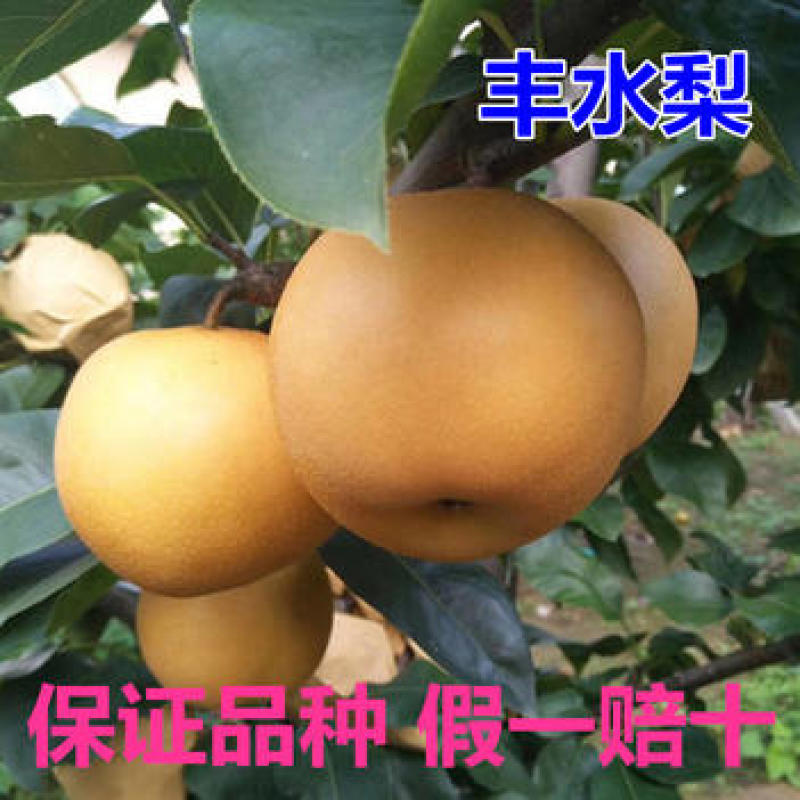 丰水梨树苗挂果快成活率高根系发达保湿发货