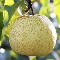 砀山白酥梨树苗根系发达丰产性好现挖保湿发货