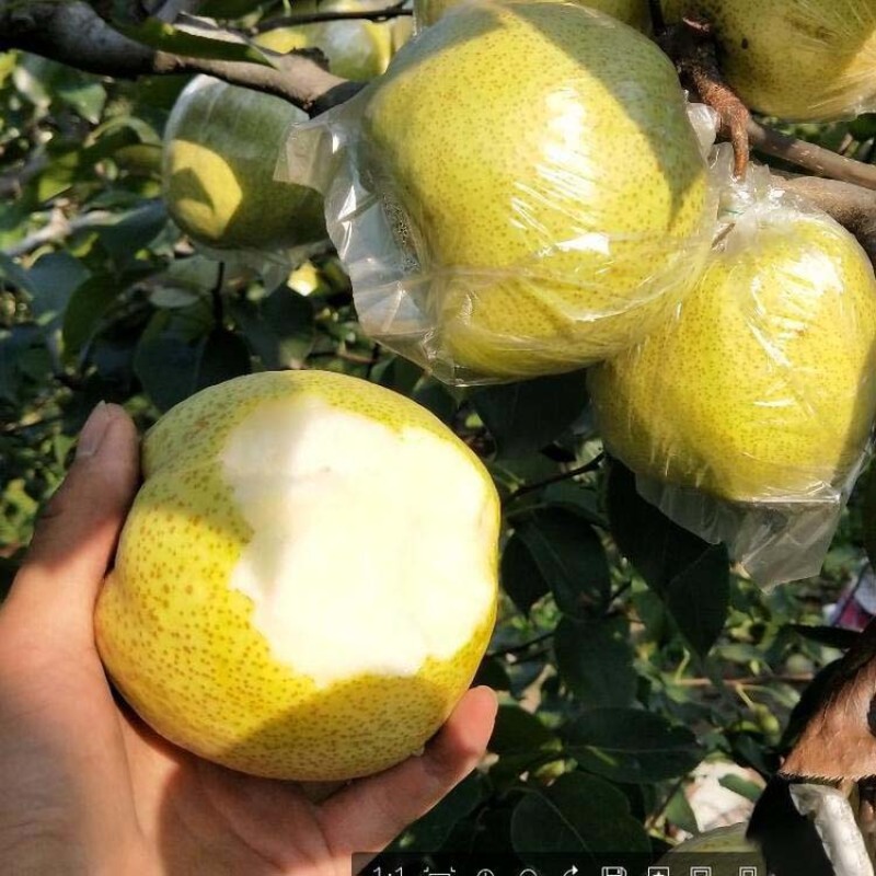 砀山白酥梨树苗根系发达丰产性好现挖保湿发货