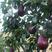 紫巴梨树苗根系发达丰产性好现挖保湿发货